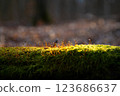 Springtime in the forest. Spring plants are breaking through on the green moss. 123686637