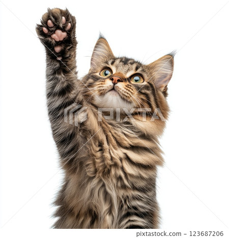 Cat playfully reaching up with paw towards the camera in a bright environment 123687206