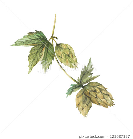 Green hops branch. Hop bitter leaves and cones plant curly twig stem. Floral harvest. Hand drawn watercolor illustration for beer label for use by brewing industry. Clipart isolated from background Green hops branch. Hop bitter leaves and cones plant curly twig stem. Floral harvest. Hand drawn watercolor illustration for beer label for use by brewing industry. Clipart isolated from background 123687357