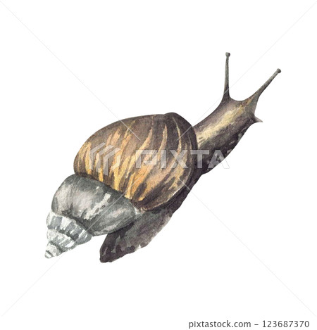 Snail, tropical slug. Watercolor painted cochlea realistic illustration. Hand drawn mollusks with conical shell, invertebrate. Clipart for books, animal card, skin care label. Isolated from background 123687370