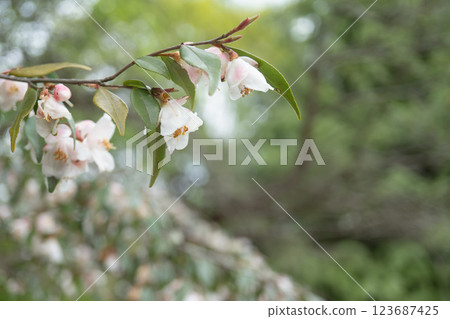 Camellia erina cascade / Branch with flowers and copy space / Theaceae Camellia erina cascade / Branch with flowers and copy space / Theaceae 123687425