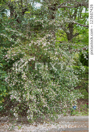 完整的山茶花 / 山茶科的一種開花樹,花朵微型,枝條下垂 完整的山茶花 / 山茶科的一種開花樹,花朵微型,枝條下垂 123687426