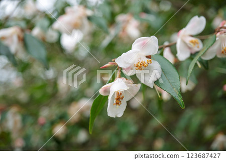 山茶花 Elina Cascade / 小花特寫 / 山茶科 123687427