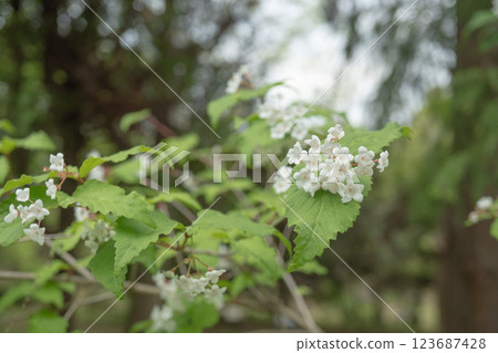 莢蒾屬植物(日本特有種)枝條末端花朵的特寫 春季花朵,莢蒾屬植物 莢蒾屬植物(日本特有種)枝條末端花朵的特寫 春季花朵,莢蒾屬植物 123687428