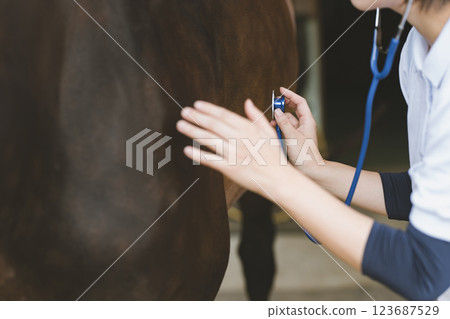 veterinarian, veterinary, veterinary surgeon 123687529