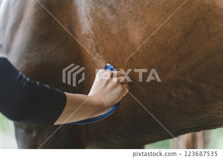 獸醫 馬 馬兒 123687535