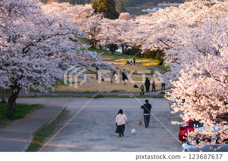 210410 Miyagawa Green Park Sakura g090 210410 Miyagawa Green Park Sakura g090 123687637