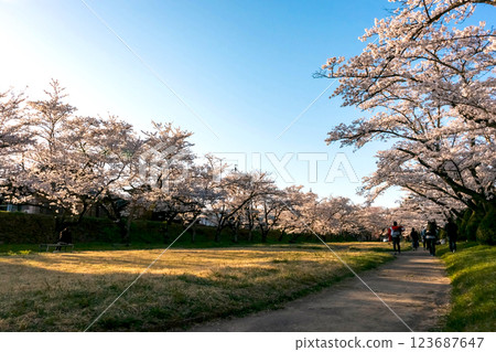 210410 Miyagawa Green Park Sakura z040 210410 Miyagawa Green Park Sakura z040 123687647