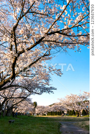 210410 宮川綠園櫻花 z063 123687650