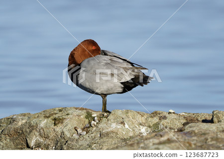 Wildlife, birds. Common pochard (Aythya ferina) is a diving duck species. They live in lakes and other closed waters, they are also seen in the seas. It feeds on leaves, stems and roots of aquatic pla Wildlife, birds. Common pochard (Aythya ferina) is a diving duck species. They live in lakes and other closed waters, they are also seen in the seas. It feeds on leaves, stems and roots of aquatic pla 123687723