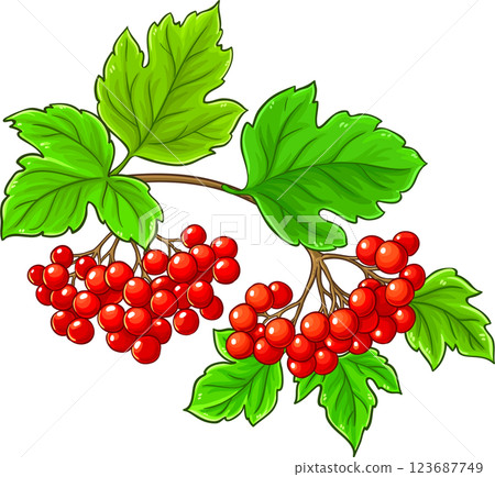 Guelder Rose Branch with Berries and Leaves Colored Detailed Illustration.  123687749