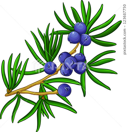 Juniper Branch with Berries and Leaves Colored Detailed Illustration. Essential oil ingredient for cosmetics, spa, aromatherapy, health care, alternative medicine. 123687750