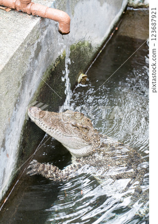 熱川香蕉萬尼花園 123687921