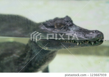 熱川香蕉萬尼花園 123687939