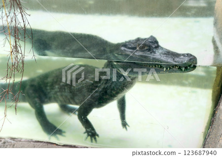 熱川香蕉萬尼花園 123687940