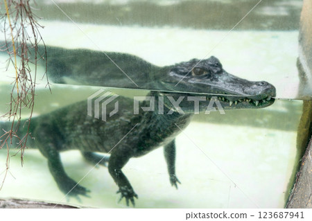 熱川香蕉萬尼花園 123687941