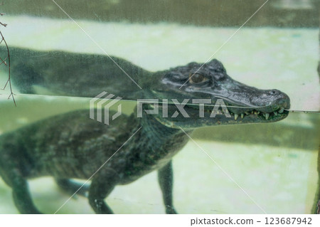 熱川香蕉萬尼花園 123687942