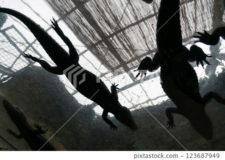 熱川香蕉萬尼花園 123687949