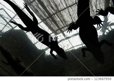 熱川香蕉萬尼花園 熱川香蕉萬尼花園 123687950