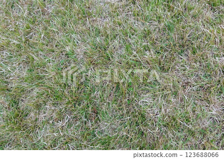 Withered lawn Withered lawn 123688066