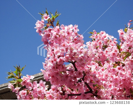 三浦海岸 河津櫻 小松池 ‘河津櫻’ 123688138