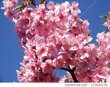 三浦海岸 河津櫻 小松池 ‘河津櫻’ 123688139