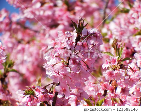 三浦海岸 河津櫻 小松池 ‘河津櫻’ 123688140