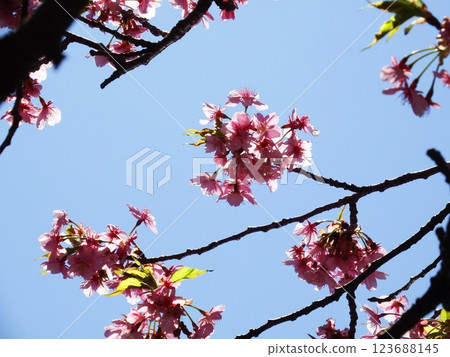 三浦海岸 河津櫻 小松池 ‘河津櫻’ 123688145
