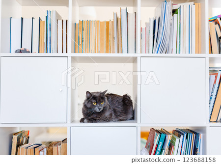 A smoky gray and very fluffy cat sits on a shelf among books and looks around curiously A smoky gray and very fluffy cat sits on a shelf among books and looks around curiously 123688158