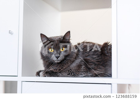 A smoky gray and very fluffy cat sits on a shelf among books and looks around curiously 123688159