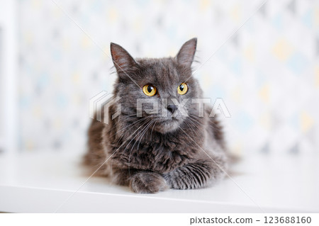 A gray smoky Maine Coon cat with yellow eyes lying on a white background 123688160