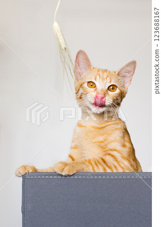 The red kitten sits in the gray box, hunting, playing, spoiling The red kitten sits in the gray box, hunting, playing, spoiling 123688167
