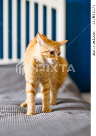 The red kitten lies on the gray blanket, looking around interestedly and wants to play with silver confetti The red kitten lies on the gray blanket, looking around interestedly and wants to play with silver confetti 123688175