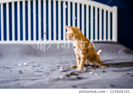 The red kitten lies on the gray blanket, looking around interestedly and wants to play with silver confetti The red kitten lies on the gray blanket, looking around interestedly and wants to play with silver confetti 123688191