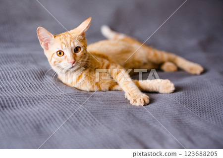 The red kitten lies on the gray blanket, looking around interestedly and wants to play The red kitten lies on the gray blanket, looking around interestedly and wants to play 123688205