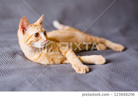 The red kitten lies on the gray blanket, looking around interestedly and wants to play 123688206