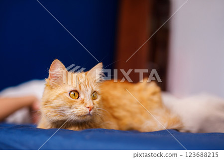 Cute ginger cat lying in bed. Fluffy pet comfortably settled to sleep. Cozy home background with funny pet 123688215