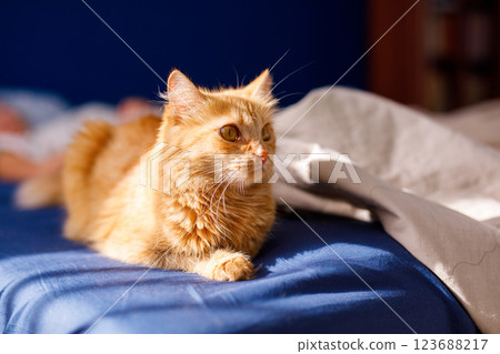 Cute ginger cat lying in bed. Fluffy pet comfortably settled to sleep. Cozy home background with funny pet 123688217