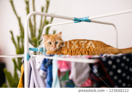 A red furry cat lies on a clothes dryer with clean clothes. Kitten playing, hunting, staring intently 123688222