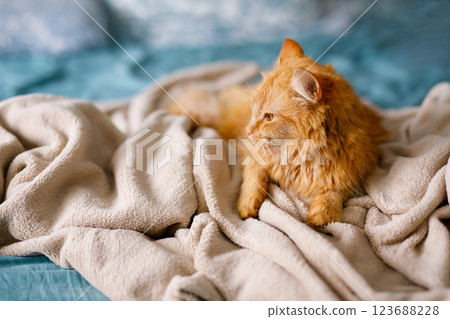 Ginger cute fluffy cat lies on the bed with a birch-colored sheet and a soft, cozy blanket 123688228