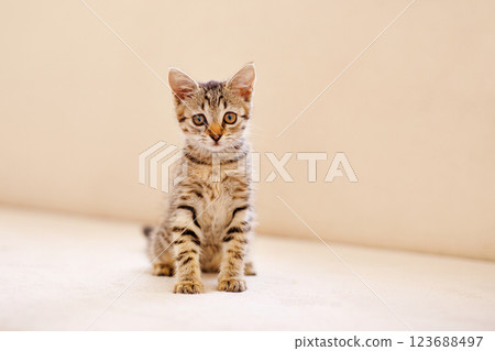 A little striped kitten sits on a cozy beige couch and stares with big eyes. Home comfort concept A little striped kitten sits on a cozy beige couch and stares with big eyes. Home comfort concept 123688497