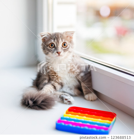 A lop-eared cat kitten lying on the windowsill A lop-eared cat kitten lying on the windowsill 123688513