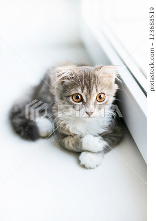 A lop-eared cat kitten lies on the windowsill and plays with a children's toy popit 123688519