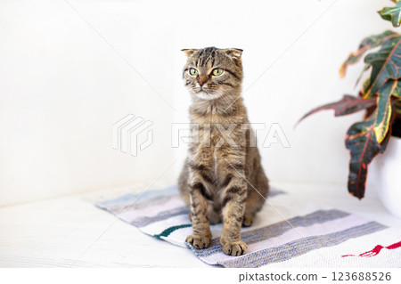 A Scottish lop-eared cat kitten plays, jumps on different surfaces and has fun near home plant 123688526