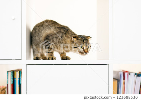 A Scottish lop-eared kitten sits on large white rack, looking out for something with predatory eyes A Scottish lop-eared kitten sits on large white rack, looking out for something with predatory eyes 123688530
