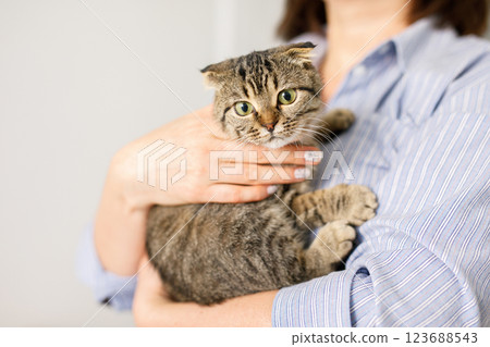A Scottish cat is lying in a woman's arms. The fluffy pet is nestled comfortably in the arms A Scottish cat is lying in a woman's arms. The fluffy pet is nestled comfortably in the arms 123688543
