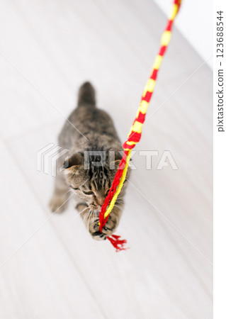 A Scottish lop-eared cat plays with ribbons on a light-colored wood floor A Scottish lop-eared cat plays with ribbons on a light-colored wood floor 123688544