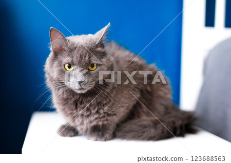 A smoky gray and very fluffy cat sits on the bedside table near the lamp on a blue background A smoky gray and very fluffy cat sits on the bedside table near the lamp on a blue background 123688563