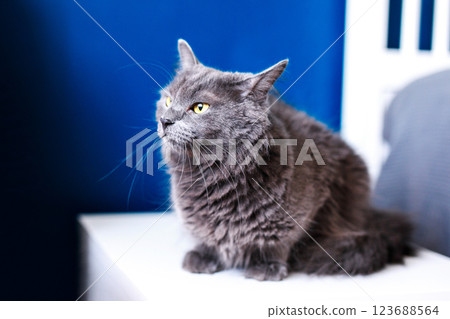 A smoky gray and very fluffy cat sits on the bedside table near the lamp on a blue background A smoky gray and very fluffy cat sits on the bedside table near the lamp on a blue background 123688564