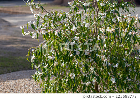 Tsai camellia or camellia tsaii white flowers and green leaves 123688772